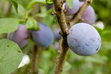 Plums