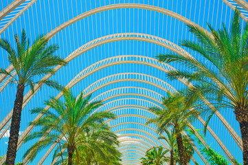 Fototapeta premium Palm trees