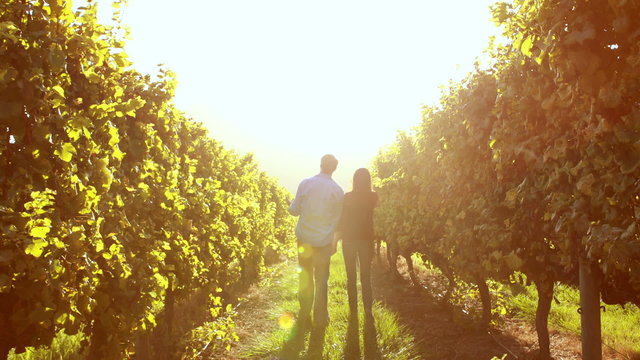 Couple walking hand in hand between grapevine
