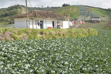 Fototapeta na wymiar Paisaje agrícola colombiano con casa