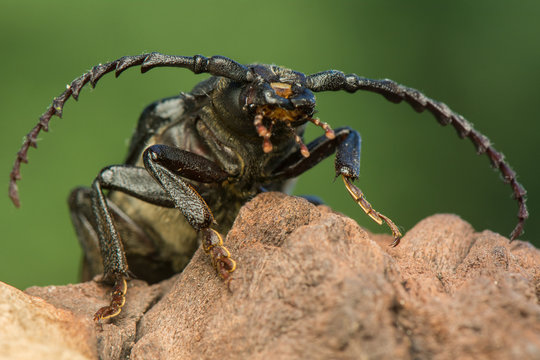 Big beetle