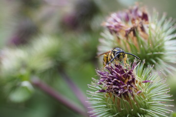 Distel mit Wespe