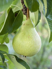 Pears