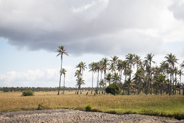 Palm trees in a large large grass land on the dunes in Praia do Tofo, Inhambane, Mozambique

