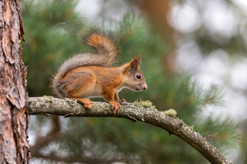 Naklejka na ściany i meble Squirrel on branch