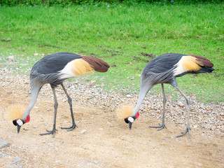 A pair of crowned crane