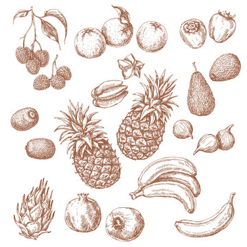 Set of Tropical Fruits Sketch