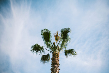 Palm tree