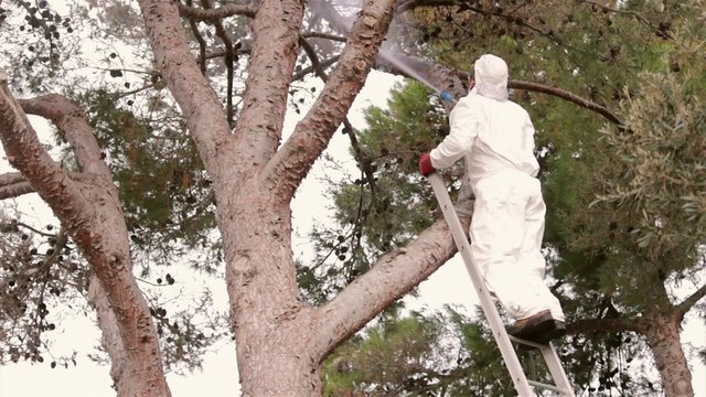 Pest control spraying in Pine tree, against Processionary worms plague