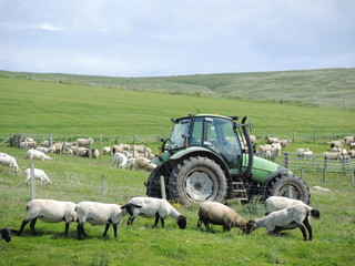 Mouton et tracteur
