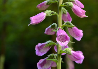 purple foxglove on stem © Rionegro