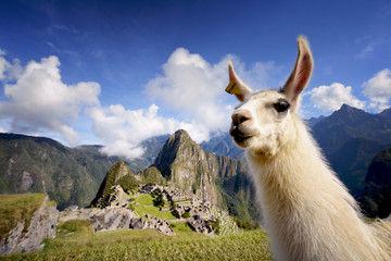 Llama in Machu Picchu, Peru - obrazy, fototapety, plakaty