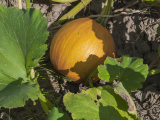 Pumpkin on the bed.
