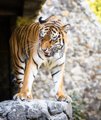 Bengal tiger