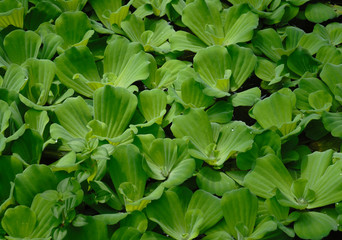 Fototapeta na wymiar green floating water lettuce