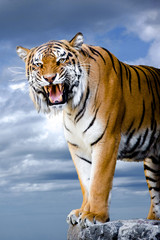 Bengal tiger
