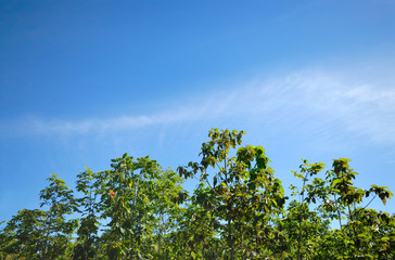green leaves on blue sky background
