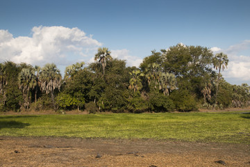 A green fertile lake in the National Park Gorongosa in the center of Mozambique
