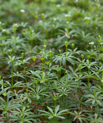 Green nature close-up