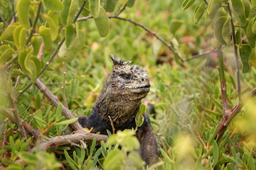 Galapagos land iguana