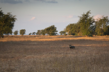 Warthog on the savanna of the National Park Gorongosa in the center of Mozambique
