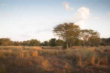 Obraz premium View over the savanna in the National Park Gorongosa in the center of Mozambique 