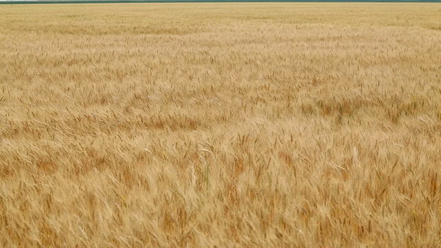 wheat blowing amber waves of grain