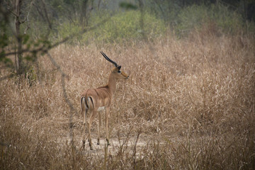Naklejka na ściany i meble Impala in the savanna of the National Park Gorongosa in the center of Mozambique 