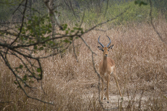 Impala in the savanna of the National Park Gorongosa in the center of Mozambique
