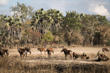 Naklejka na ściany i meble A big group of waterbuck on the savanna of the National Park Gorongosa in the center of Mozambique 