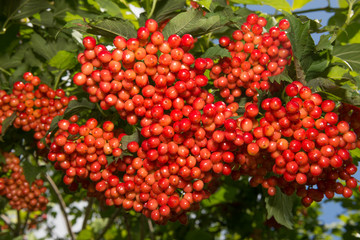 viburnum - red berries on a bush
