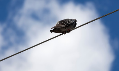 bird sitting on power lines