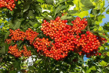viburnum - red berries on a bush