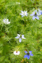 Jungfer im Grünen