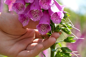 purple foxglove and hand