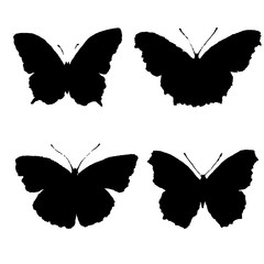 butterfly991