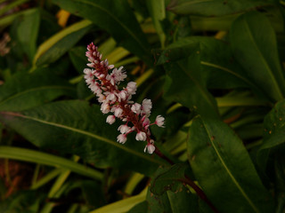 Normandie, grappe rose de printemps