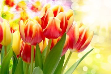 tulip flowers