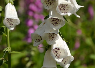 white foxglove © Rionegro