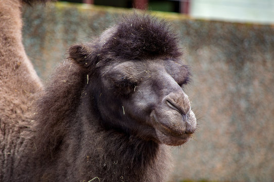 Close up of a camel's head