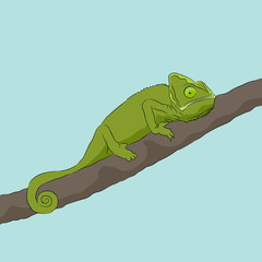 Chameleon Sitting On Branch