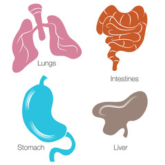 Human Organ Icon Set