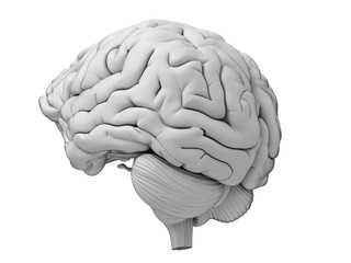 medically accurate illustration of the human brain