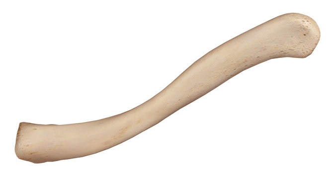 medically accurate illustration of the clavicle