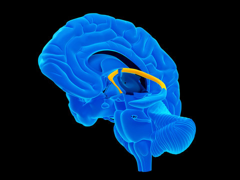 medically accurate illustration of the fornix