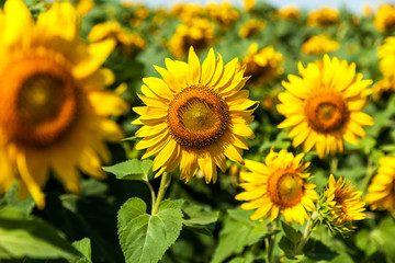 sunflower, field, sunflowers, blue, sky, nature, green, summer, bright, yellow, flower, background