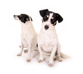 Zwei Jack Russell Terrier