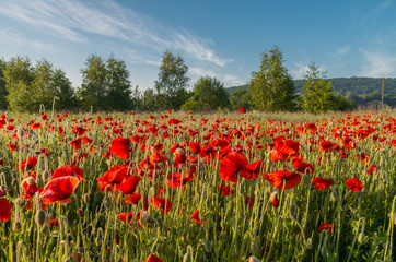 Red poppies field on the sunny morning with the trees in the background
