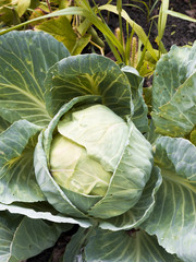 Obraz premium Cabbage