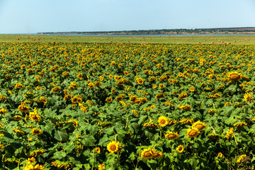 sunflower, field, sunflowers, blue, sky, nature, green, summer, bright, yellow, flower, background